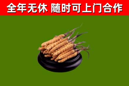 天津回收散虫草
